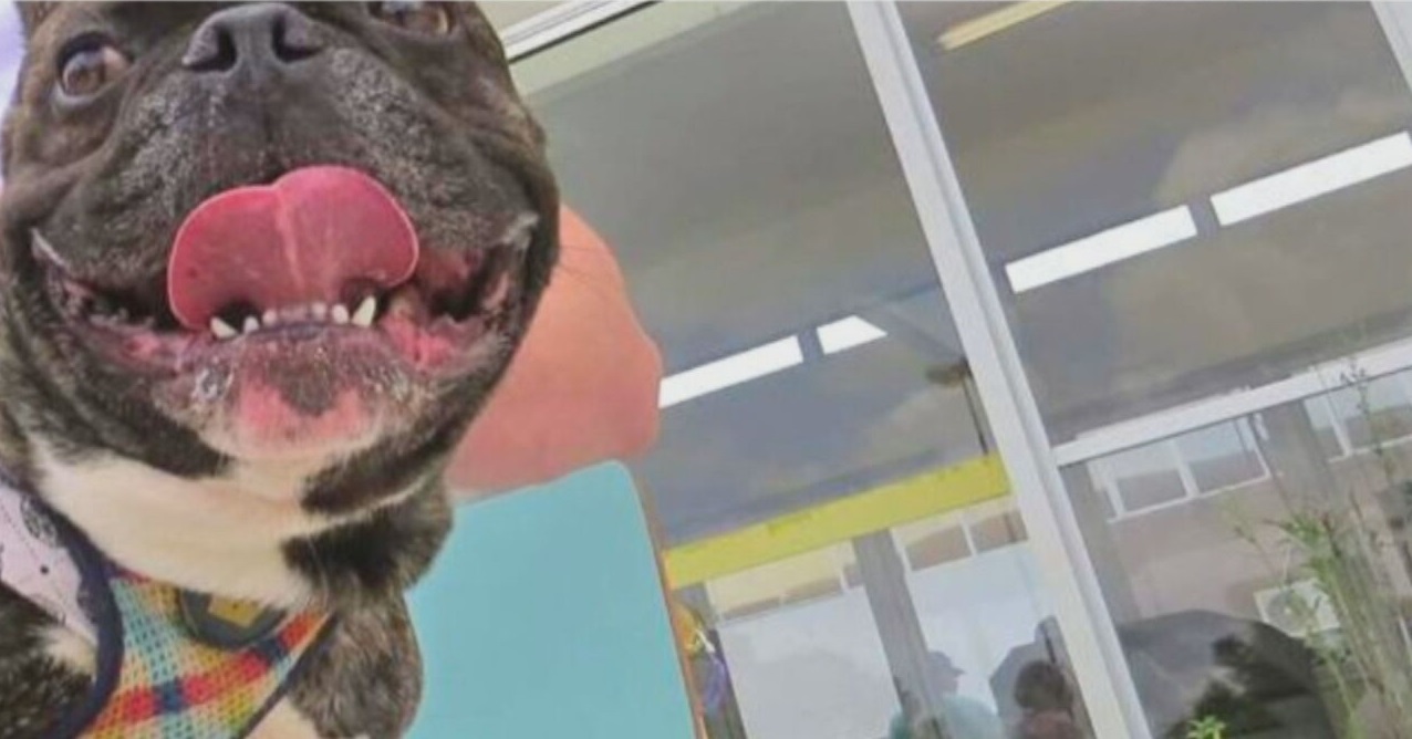 Cão da raça Buldogue Francês foi diagnosticado com a Covid-19
