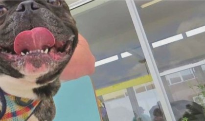 Cães são diagnosticados com o novo coronavírus em Curitiba