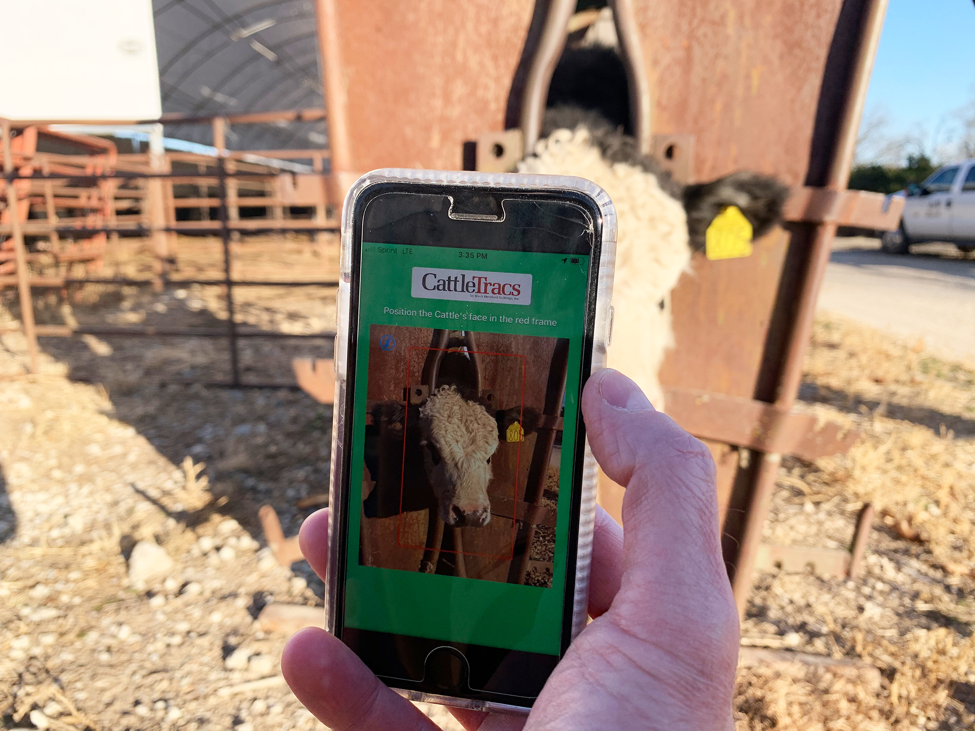 O aplicativo CattleTracs monitora o gado