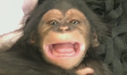 Filhote de chimpanzé dá risada pela primeira vez em vídeo; assista