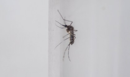 Mosquito da Dengue Aedes Aegypti