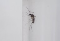 Brasil tem 262,2 mil casos prováveis de dengue, diz Ministério da Saúde