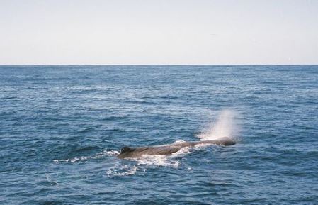 Baleia avistada em Kaikoura, na Nova Zelândia