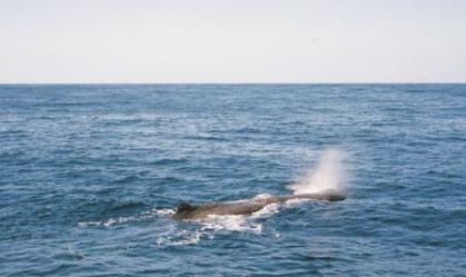 Cerca de 100 baleias e golfinhos morrem após encalhe em massa na Nova Zelândia
