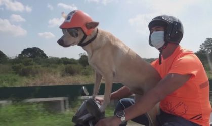 'Cachorro motociclista' faz sucesso nas Filipinas e já atacou ladrão no trânsito