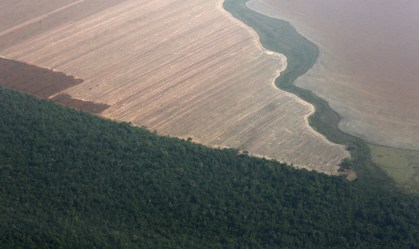 Plantação