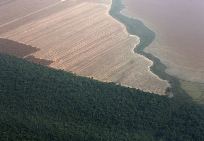 Plantação