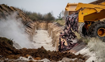 Dinamarca: Sepulturas de visons podem ter contaminado águas subterrâneas
