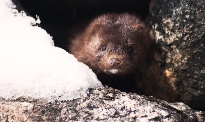 EUA: Fazenda de visons no Oregon relata surto de Covid-19