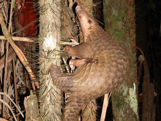 Pangolim (Manis javanica)