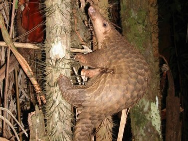 Pangolim (Manis javanica)