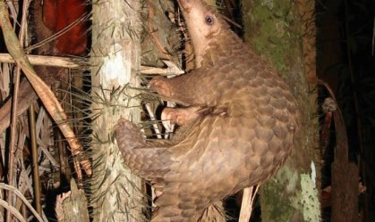 Pangolim pode ser a espécie que levou coronavírus aos humanos, aponta estudo