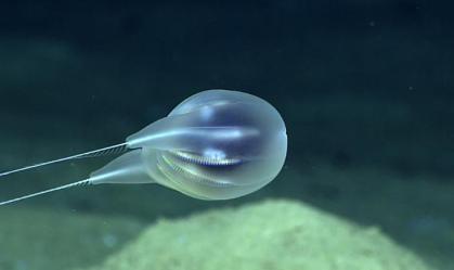 Nova espécie de ctenóforo, o Duobrachium sparksae, foi encontrada em Porto Rico