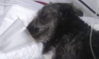 Vira-lata herói: Cachorro ataca jararaca e salva criança de picada