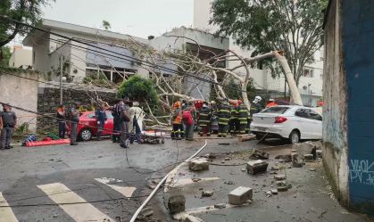 Motorista morre após árvore cair sobre carro em São Paulo