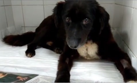 Tufinho, um dos cães em observação na ONG Aano após ataque de abelhas
