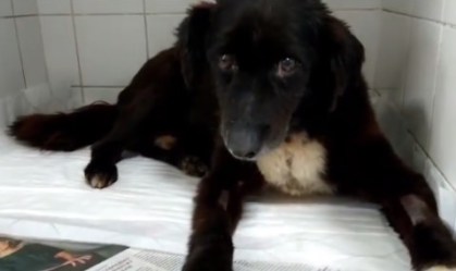 Enxame de abelhas mata seis cães em abrigo de animais no interior de SP