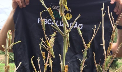 Novos gafanhotos no Rio Grande do Sul causam temor entre agricultores