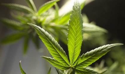 Uso excessivo de maconha está associado a complicações cirúrgicas e morte, diz estudo