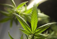 Entenda como está o julgamento sobre descriminalização da maconha, que o STF retoma na quarta