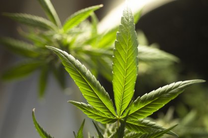 Folha de Maconha