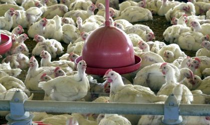 SuperFrango quer encher o papo com R$ 1,5 bilhão em IPO