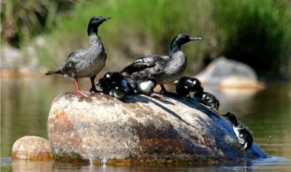 Descoberta de ovos em Goiás dá esperança para uma das aves mais raras do mundo