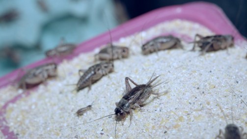 CNN Séries Originais