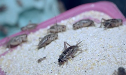Insetos podem ser uma fonte poderosa de proteína no futuro, aponta ONU