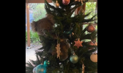 Coala invade casa na Austrália e ‘escala’ árvore de Natal