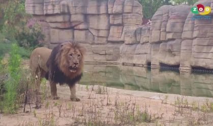 Leões são diagnosticados com Covid-19 em zoológico da Espanha