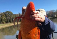 História de pescador? Peixe-dourado gigante é encontrado em lago nos EUA