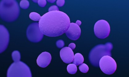 Ameaça dos fungos à saúde humana cresce em um mundo cada vez mais quente e úmido
