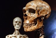 Como o DNA neandertal afeta a saúde humana e o risco de infecção pela Covid-19