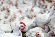 Conexão Agro: Exportações de frango crescem 15% em outubro