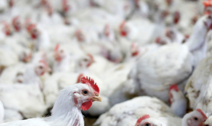 Produção de frango e carne suína do Brasil cresce com demanda em alta, diz ABPA