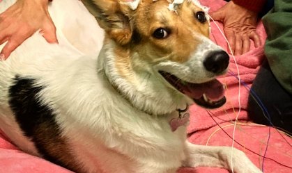 Pesquisadores confirmam: cães não entendem o que humanos dizem
