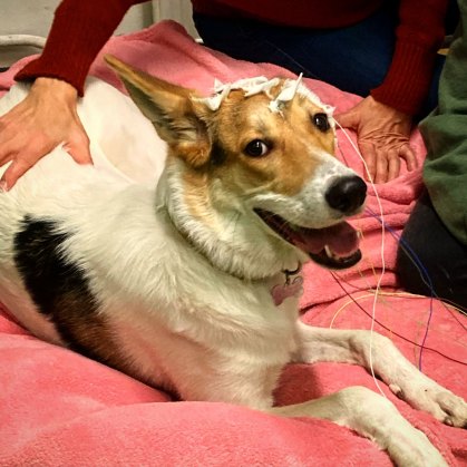 Os cães não diferenciam entre palavras de comando conhecidas.