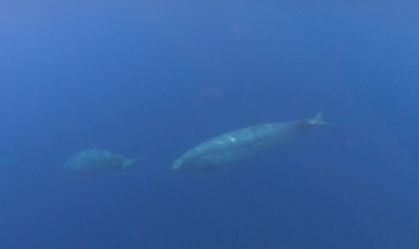 Biólogos podem ter encontrado nova espécie de baleia no México
