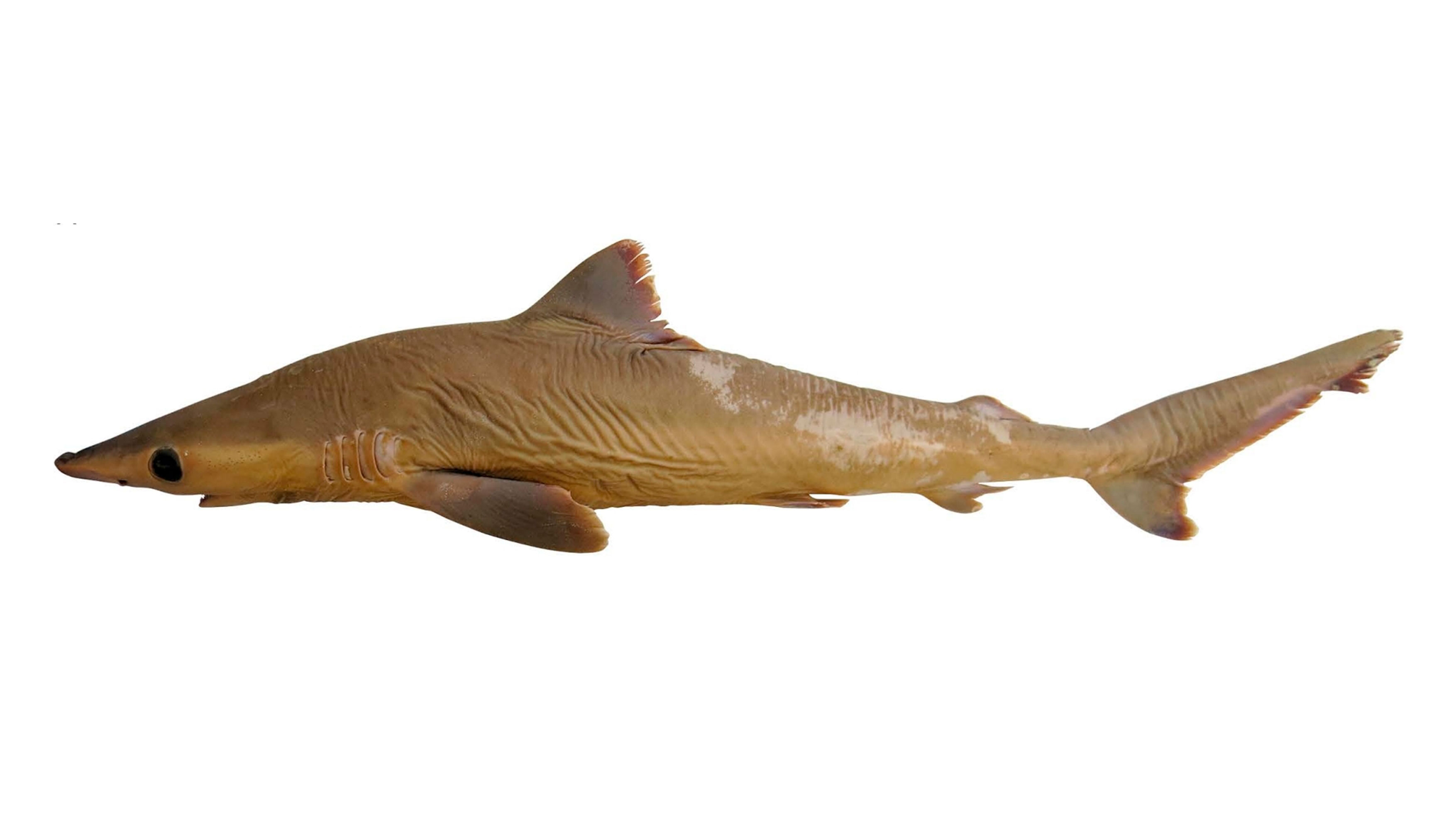 O Carcharhinus obsolerus, chamado de 'tubarão perdido'