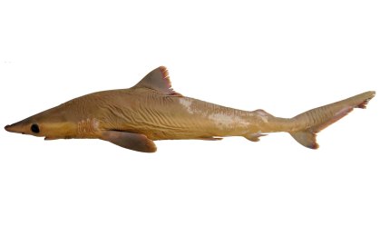 O Carcharhinus obsolerus, chamado de 'tubarão perdido'