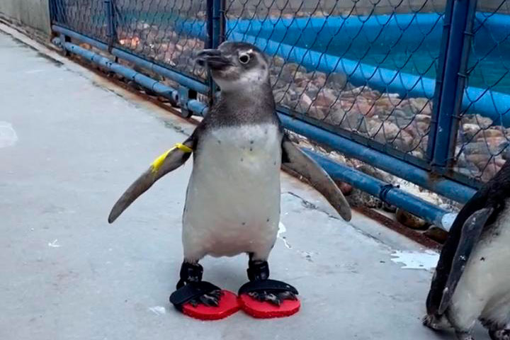 Pinguim usa chinelo em centro da UFPR