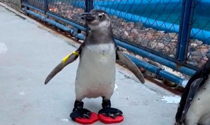 Pinguim usa chinelo em centro da UFPR