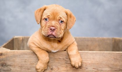 Filhote de cachorro