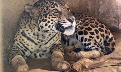 Curada, onça resgatada de incêndio no Pantanal não conseguirá voltar à natureza