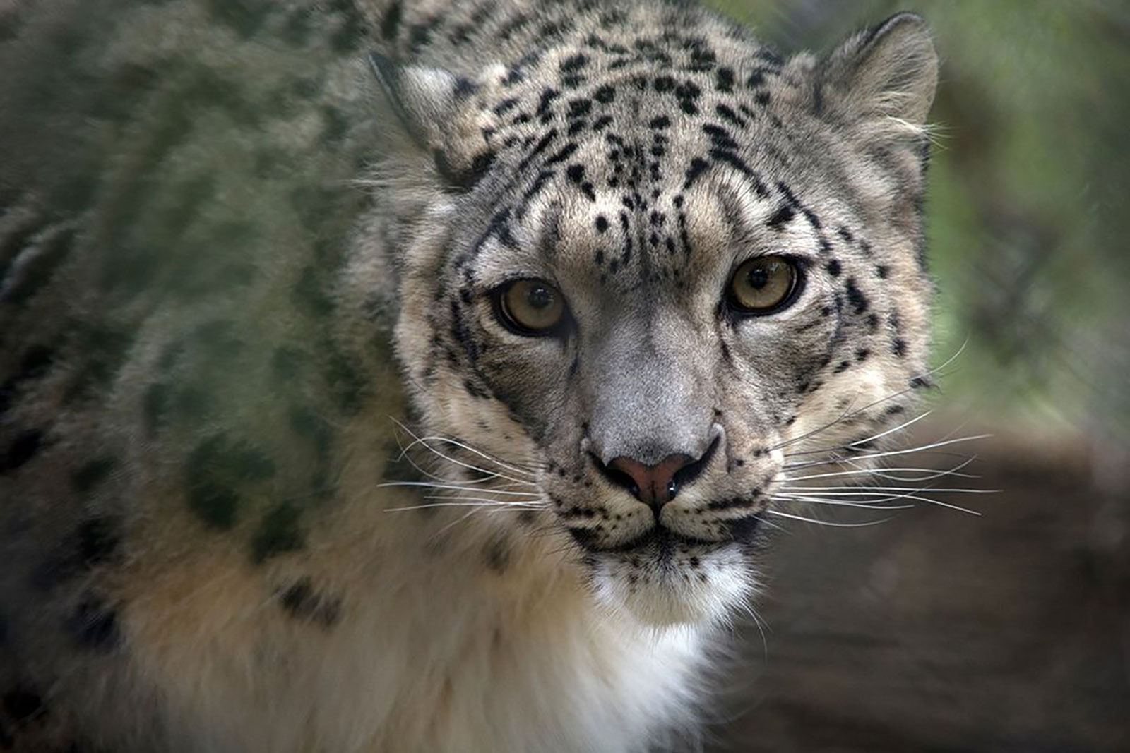 Um leopardo-das-neves fêmea chamado NeeCee