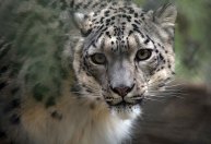 Como a zoologia se equivocou quanto às fêmeas do mundo animal
