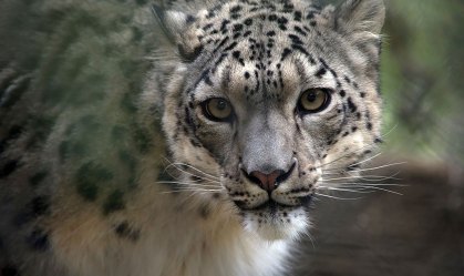 Como a zoologia se equivocou quanto às fêmeas do mundo animal