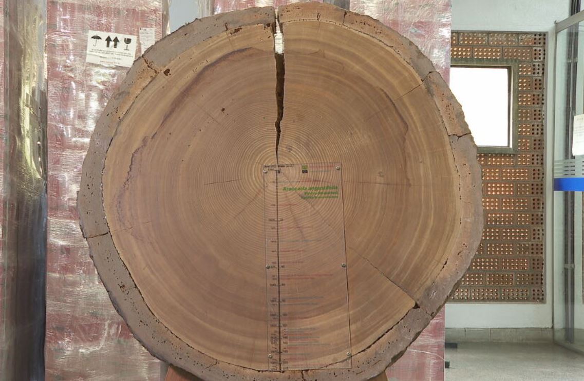 Anéis de crescimento de uma Araucária de 219 anos