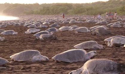 Comércio ilegal de ovos é amaça para reprodução de tartarugas